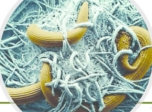 Ilustração de nematoides