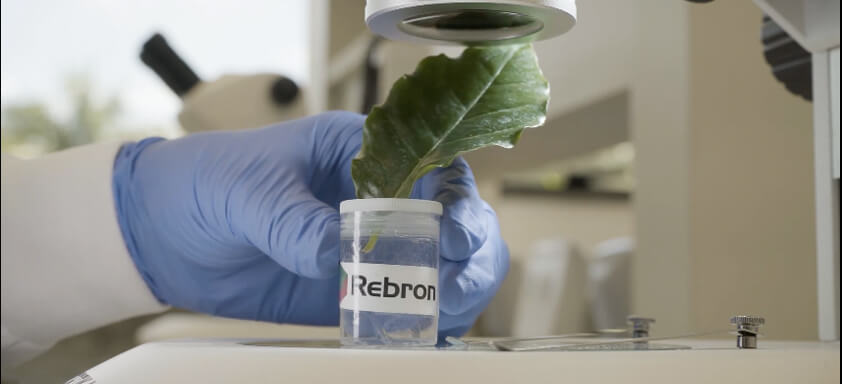 Teste em laboratório com o inseticida Rebron