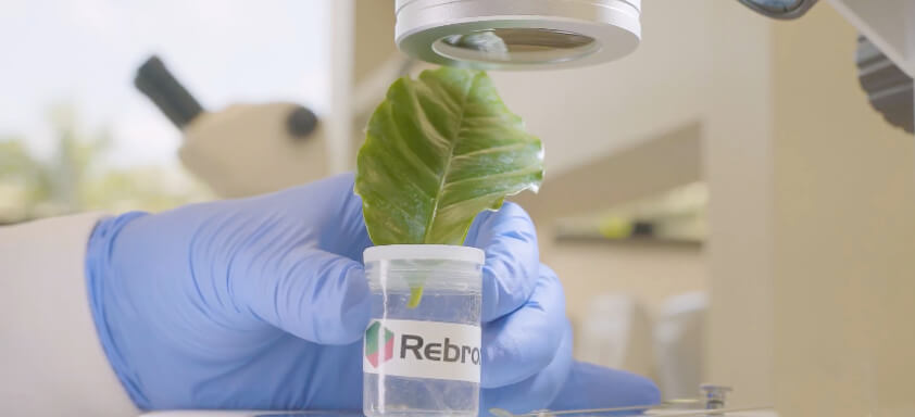 Teste com Rebron em laboratório