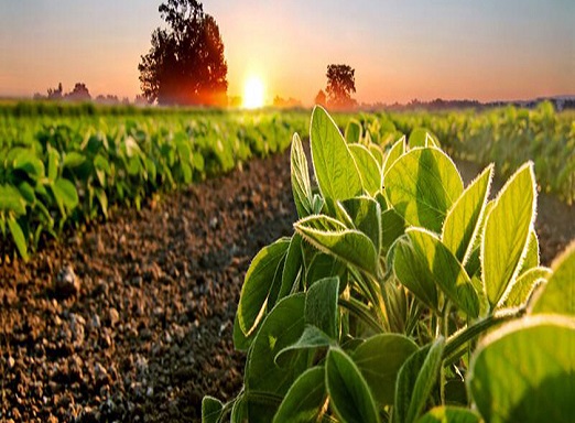 Soja em estádio inicial