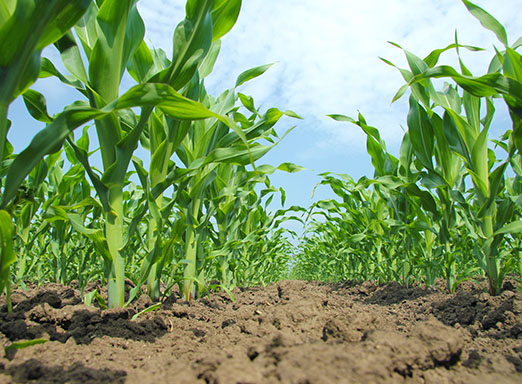 Lavoura de milho