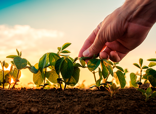 Dessecação da soja