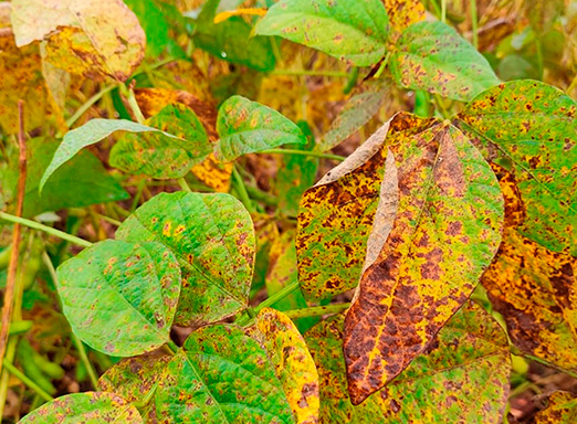 Soja com doença