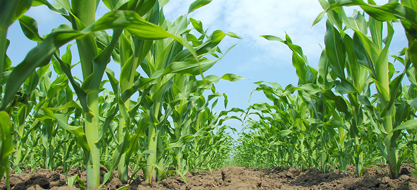 Lavoura de milho