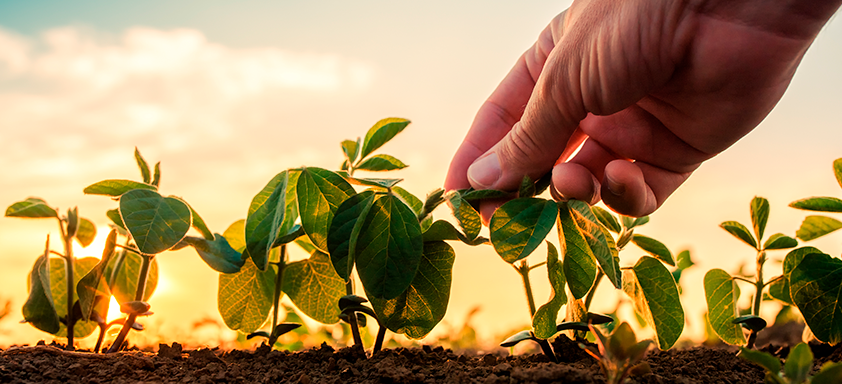 Dessecação da soja