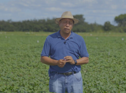 Engenheiro agrônomo Luis Henrique Kasuya