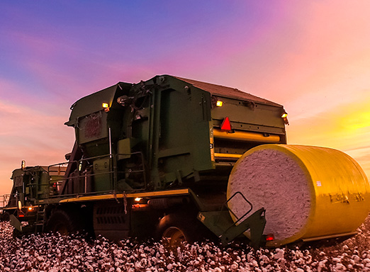 Colheita de algodão