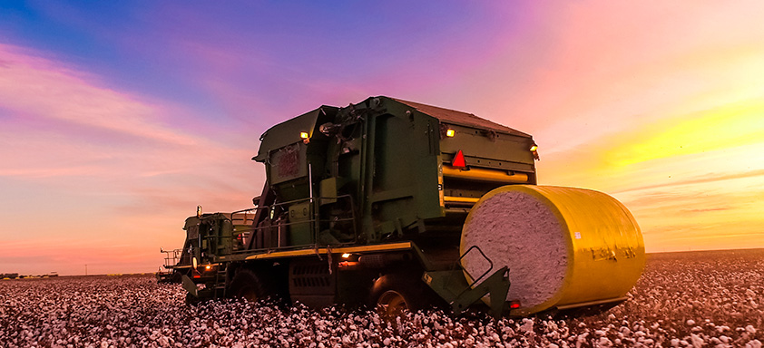 Colheita de algodão