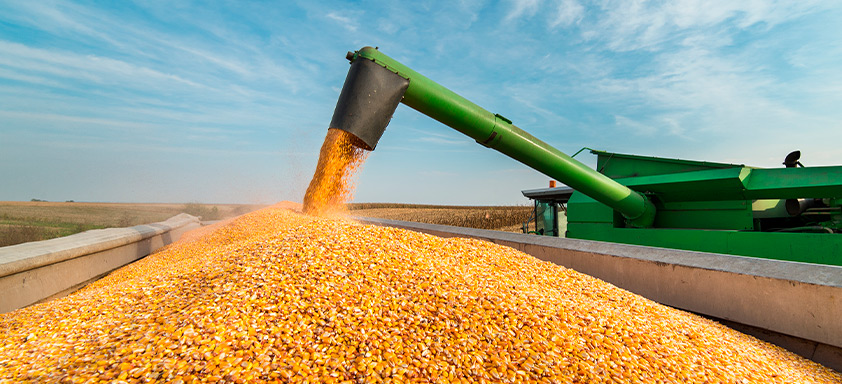 Colheita de milho safrinha