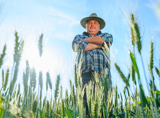 Produtor de trigo