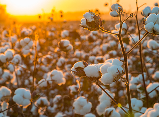 Algodão