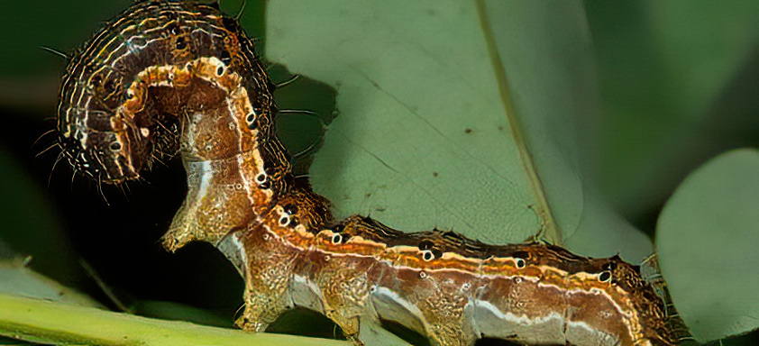Lagarta da soja
