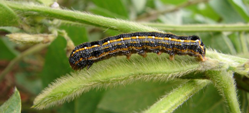 Lagartas da soja