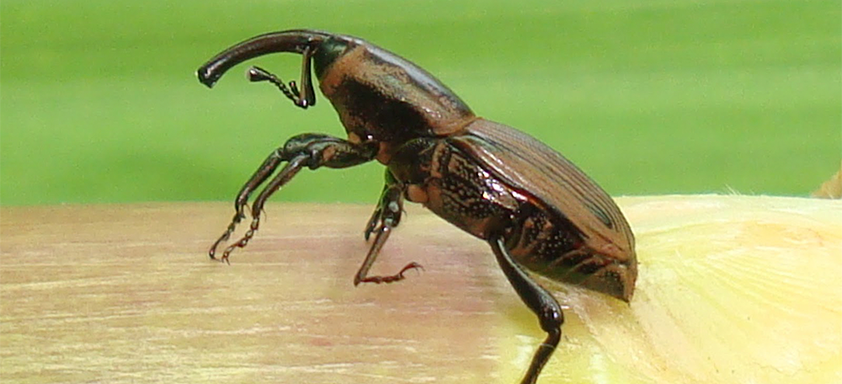 Sphenophorus levis