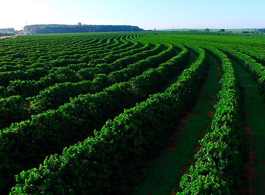 Lavoura de café