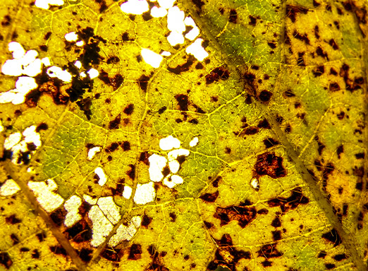 Folha de soja com doença