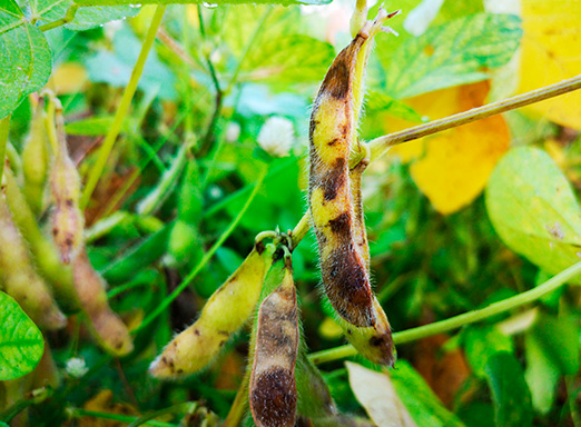 Podridão das vagens