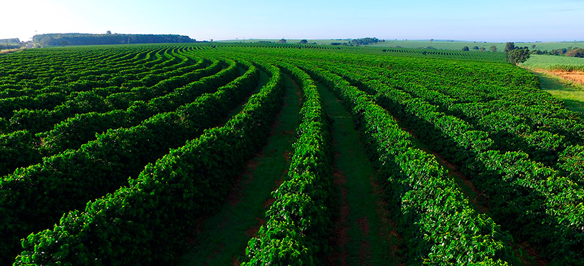 Lavoura de café