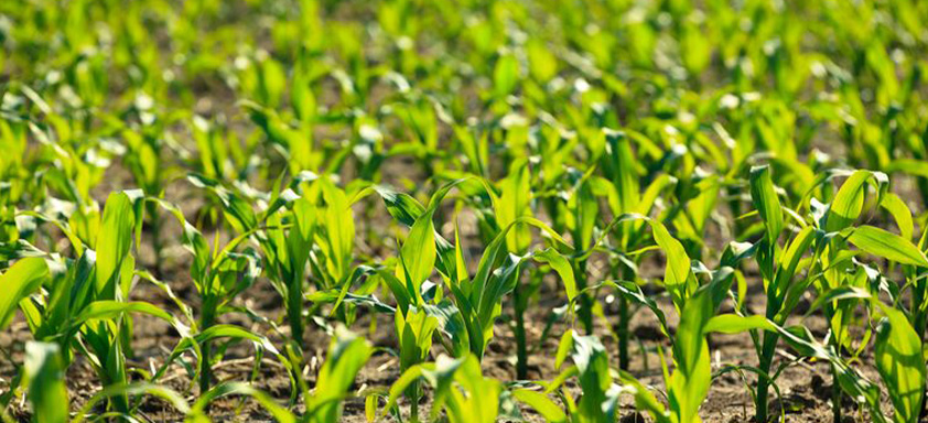 Lavoura de milho