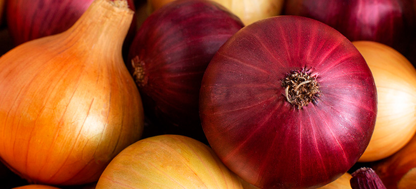 Cebola