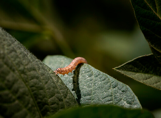 Spodoptera soja