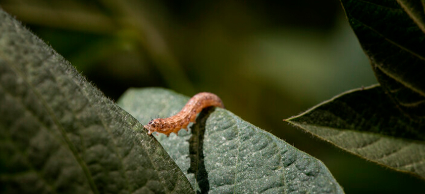 spodoptera soja 2