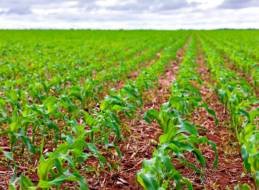 Lavoura milho