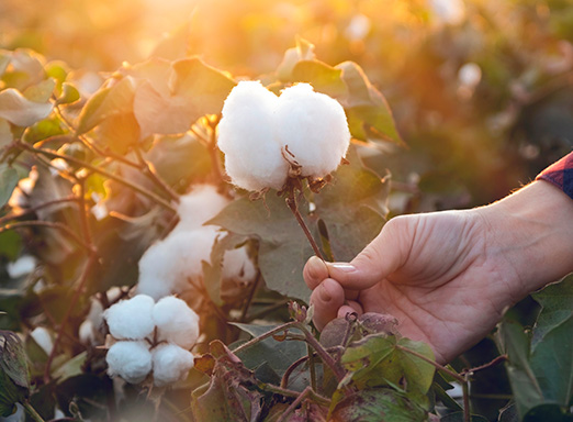 Algodão 1