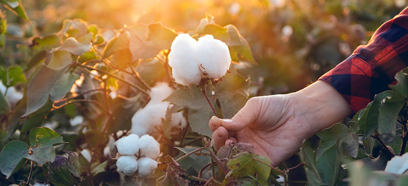 Algodão 2