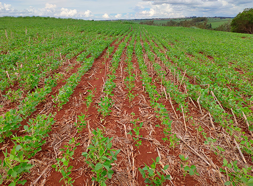 Lavoura de soja com nematoides