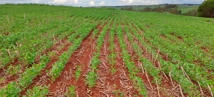 Lavoura de soja com nematoides