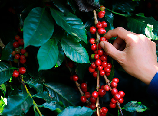 Cafeicultura brasileira