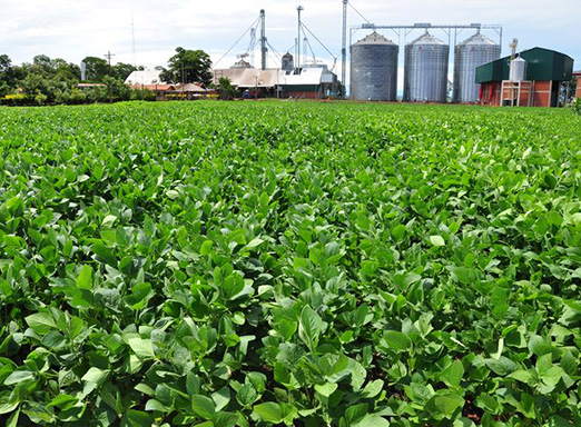 Lavoura de soja