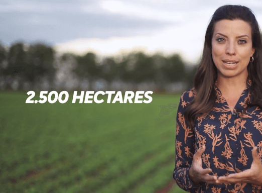 Novas lagartas surgiram nas lavouras de soja