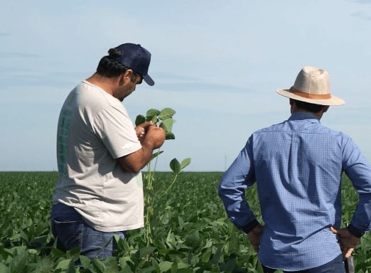 Homens na lavoura