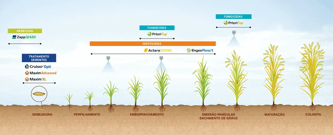 Soluções Syngenta para a máxima produtividade do arroz