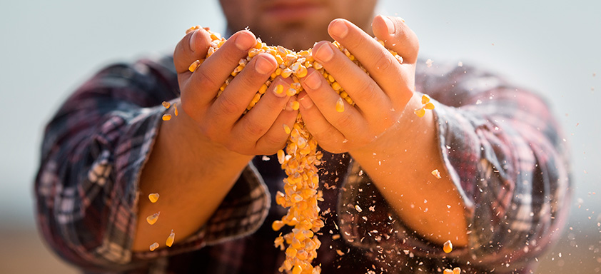 Dia Internacional do Milho