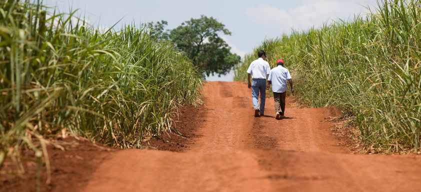 Manejo de plantas daninhas na cana