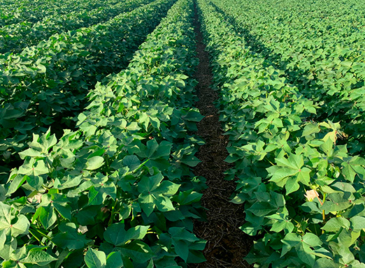 doenças do algodão