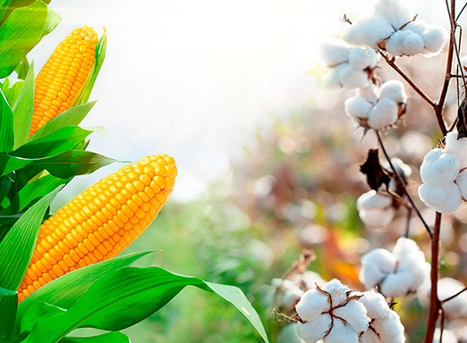 algodão e milho safrinha