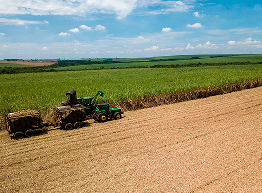 Safra de cana-de-açúcar 2023/24
