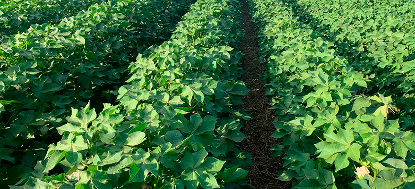 doenças do algodão