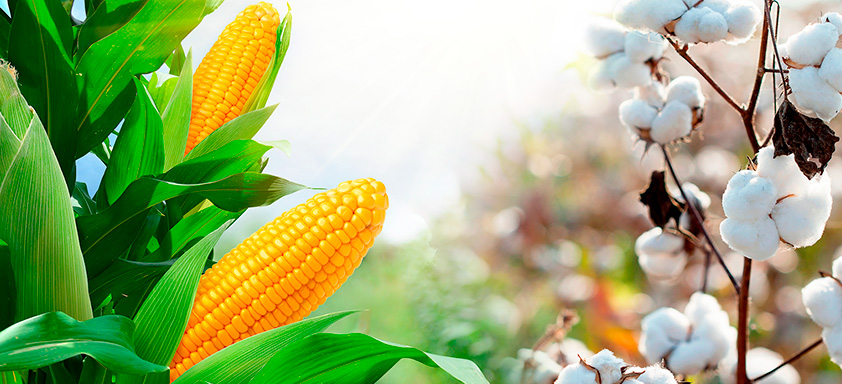 algodão e milho safrinha