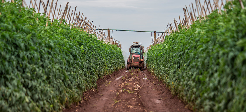 Manchas foliares hortifrúti
