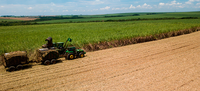 Safra de cana-de-açúcar 2023/24