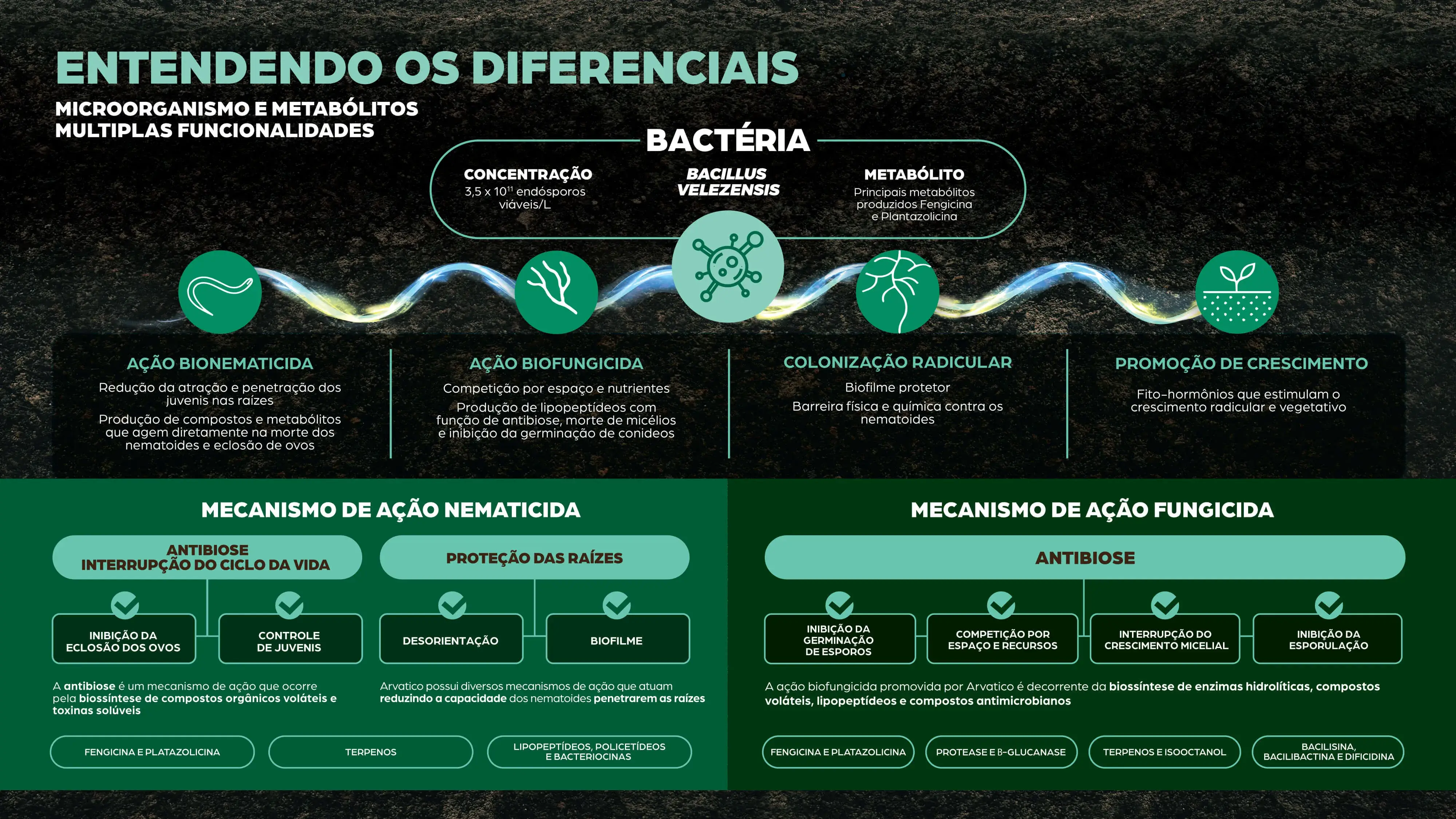 Diferenças entre microorganismos e metabólitos suas funcionalidades