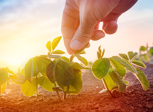 vazio sanitário da soja