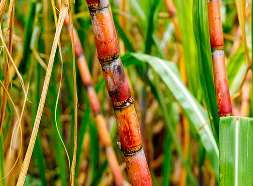 cigarrinha das raízes cana