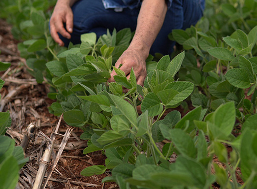  controle de daninhas na soja