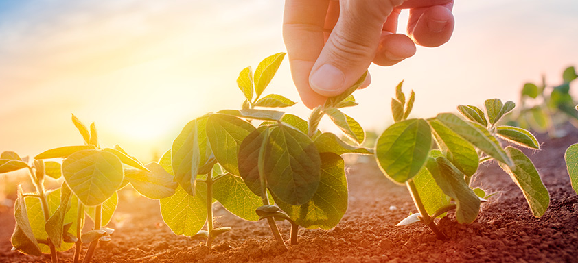 vazio sanitário da soja